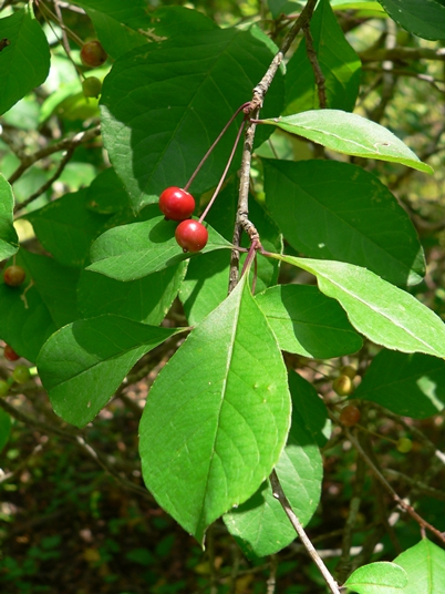 {Ilex longipes}